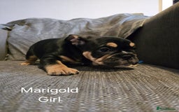 Mixed Breed dogs for sale: Tri English bulldog French mix (frenglish) - Image 10