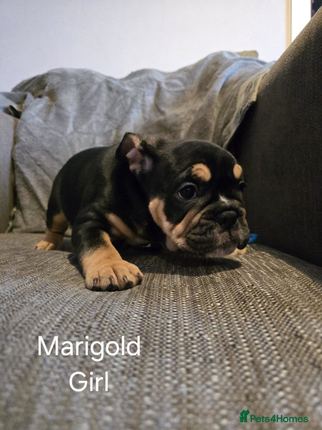 Mixed Breed dogs for sale: Tri English bulldog French mix (frenglish) - Image 10