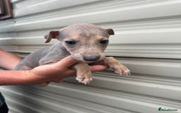 Mixed Breed dogs for sale: Beautiful puppies for sale!!!  - Image 5