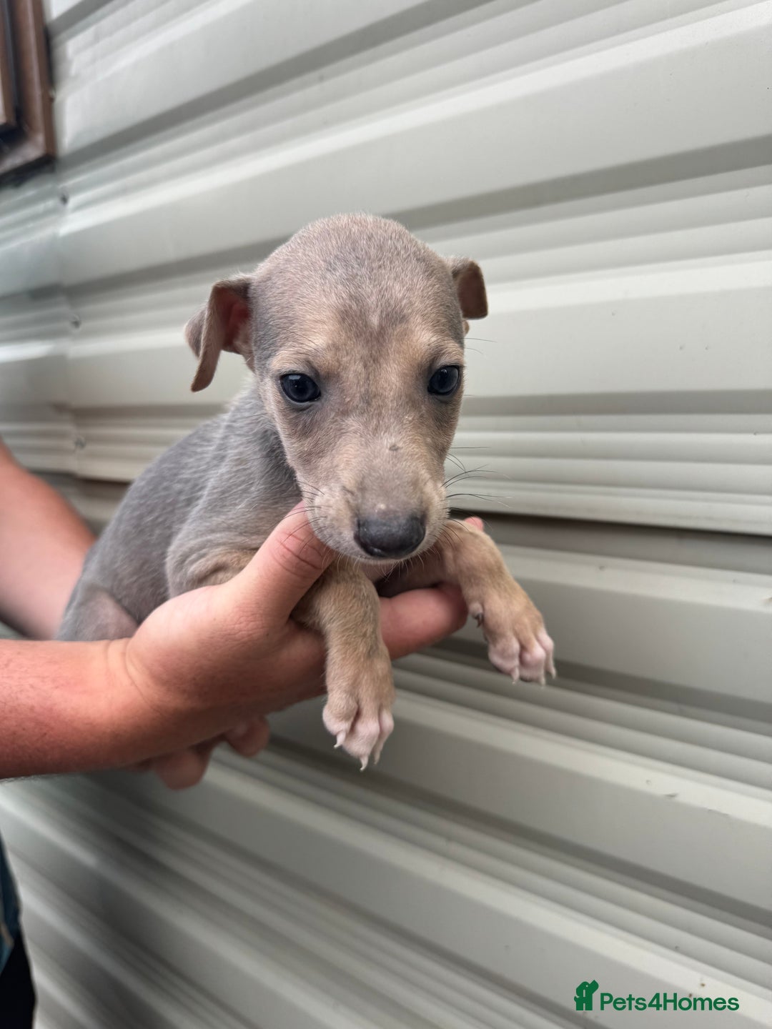 Mixed Breed dogs for sale: Beautiful puppies for sale!!!  - Image 5
