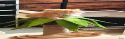 British Longhair cats for sale: British longhair boys  - Advert 5