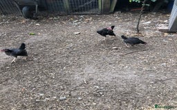 Chickens poultry for sale: PURE BRED FURNESS O.E.G - Image 4