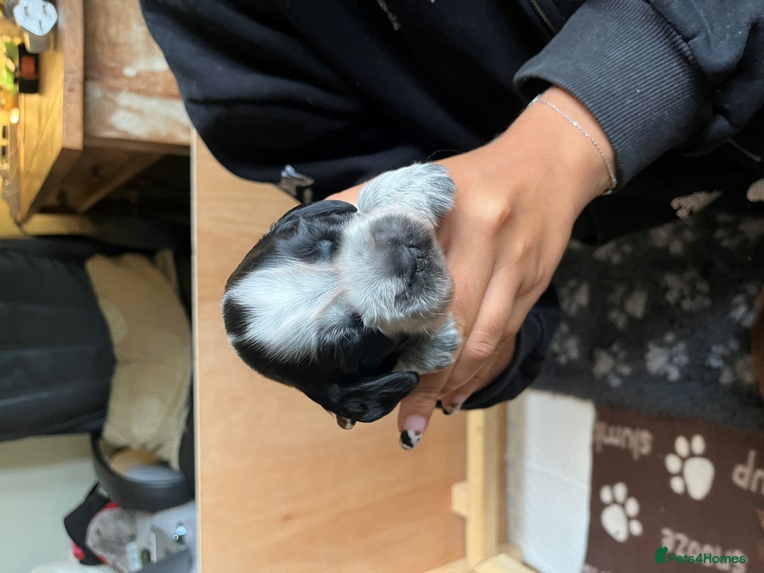 Cocker Spaniel dogs for sale: 3 KC Registered Show Cocker Spaniel Puppies  - Image 2