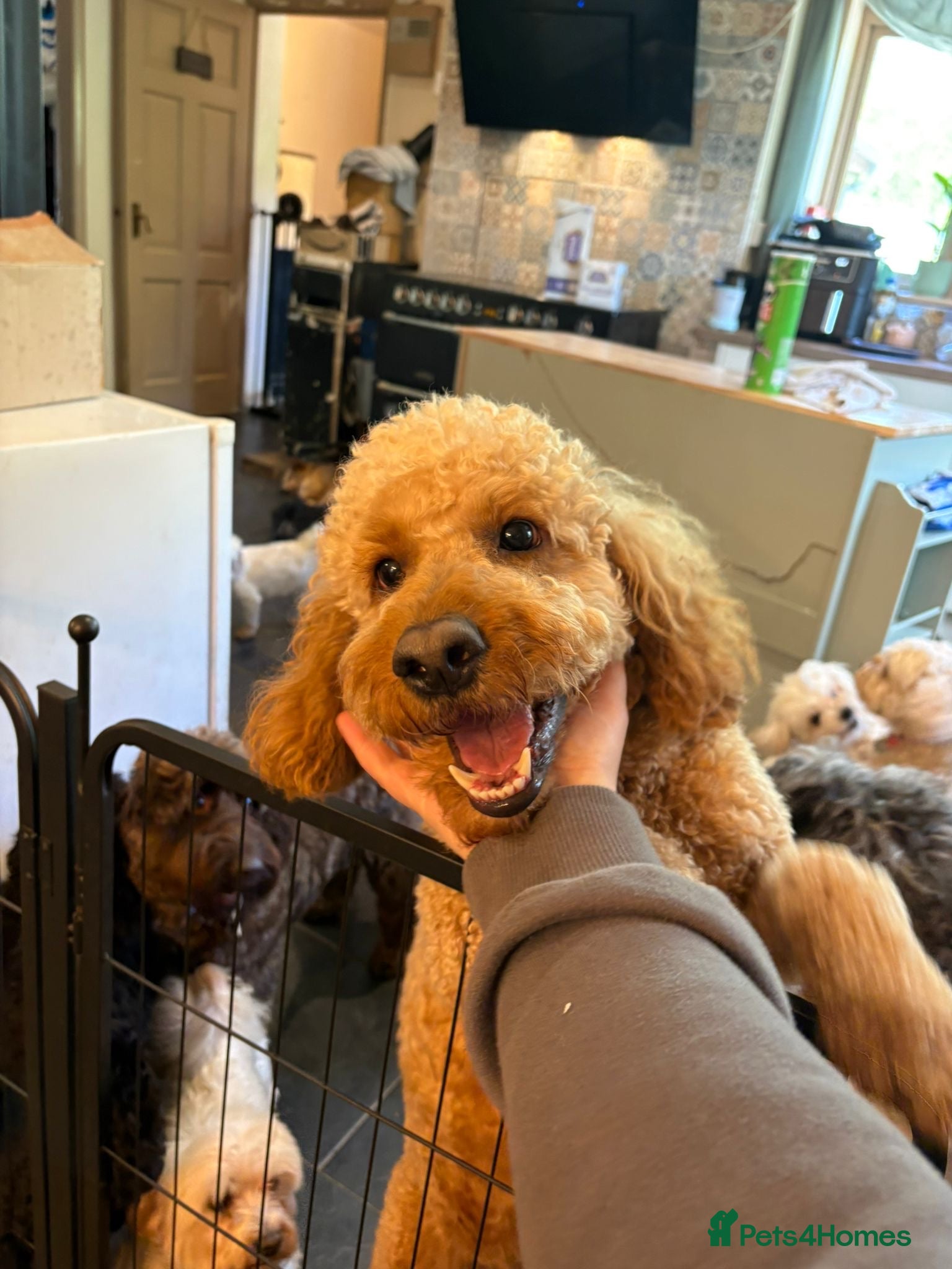 Cockapoo dogs 2 year old Bobbie - Advert 1