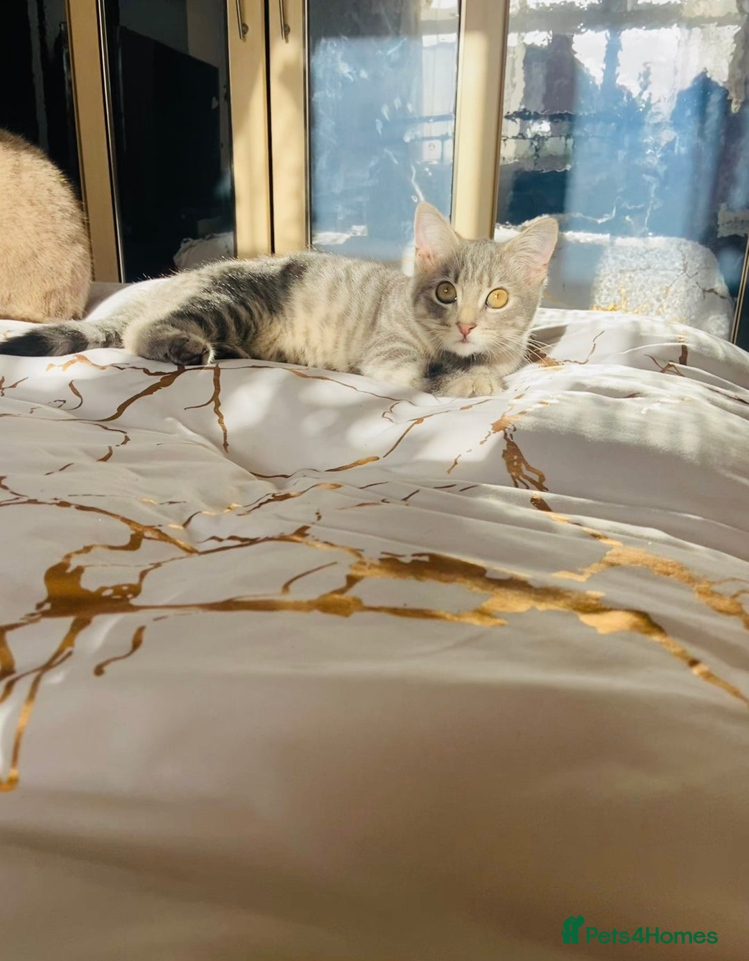 Mixed Breed cats for sale: 🫶🫶 Last kitten- MALE - 4months 🫶🫶 - Advert 3