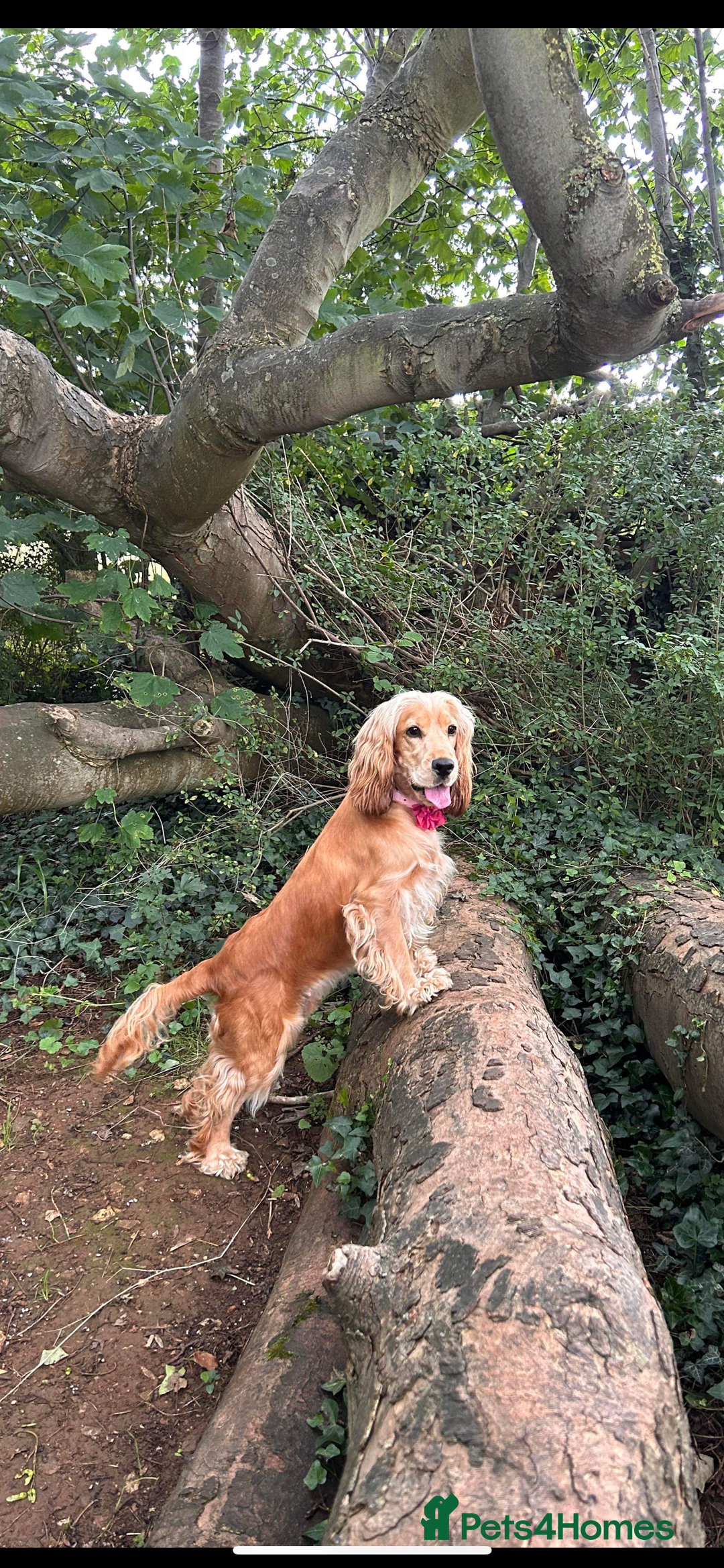 Cocker Spaniel dogs for sale: Cocker Spaniel Litter Due 🐾 - Advert 5