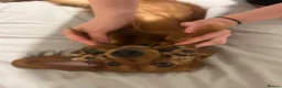 Miniature Dachshund dogs for sale: Miniature dachshund-Adult - Advert 5