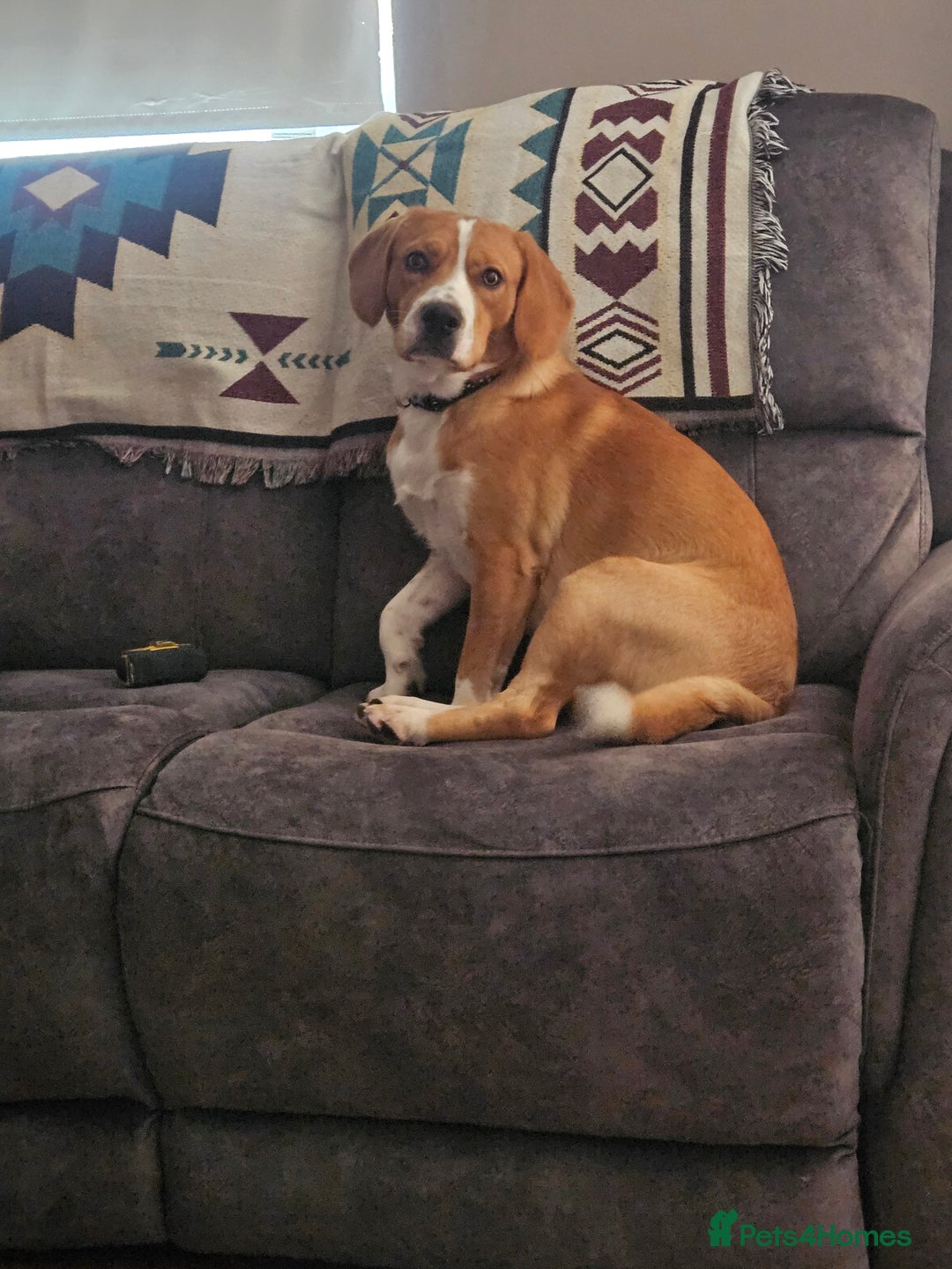 Cockerdor dogs for sale: Tank - 1yr old boy.  - Image 1