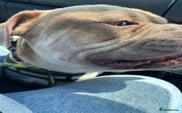 Mixed Breed dogs for sale: Buddy ❤️ - Image 1