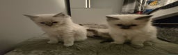 Ragdoll cats for sale: Adorable Ragdoll Kittens GCCF  Active registered  - Advert 29