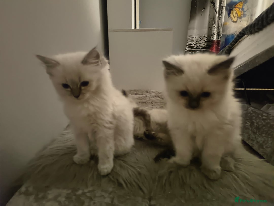 Ragdoll cats for sale: Adorable Ragdoll Kittens GCCF  Active registered  - Advert 29