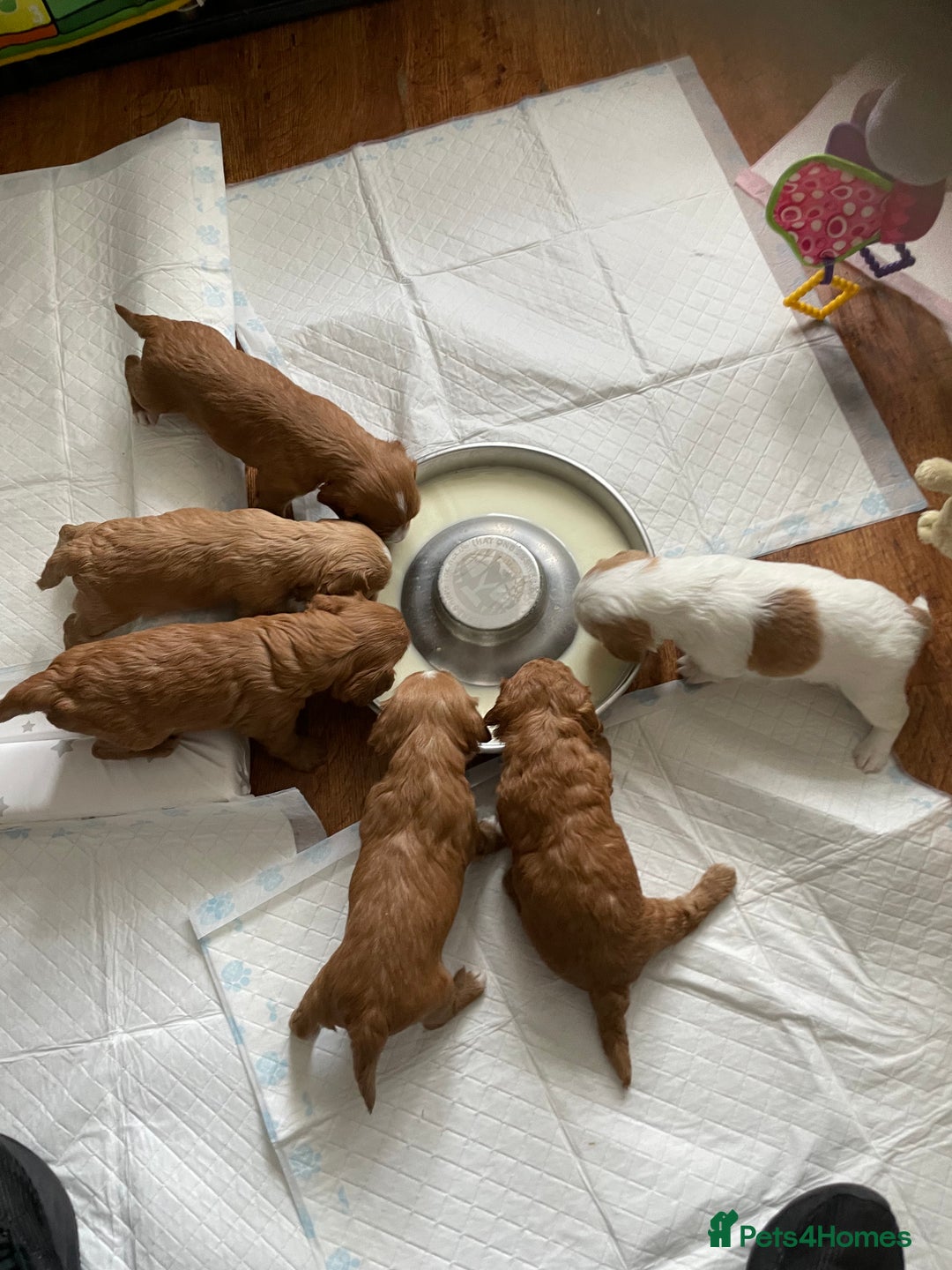 Mixed Breed dogs for sale: Beautiful Cavapoo puppies  - Image 3