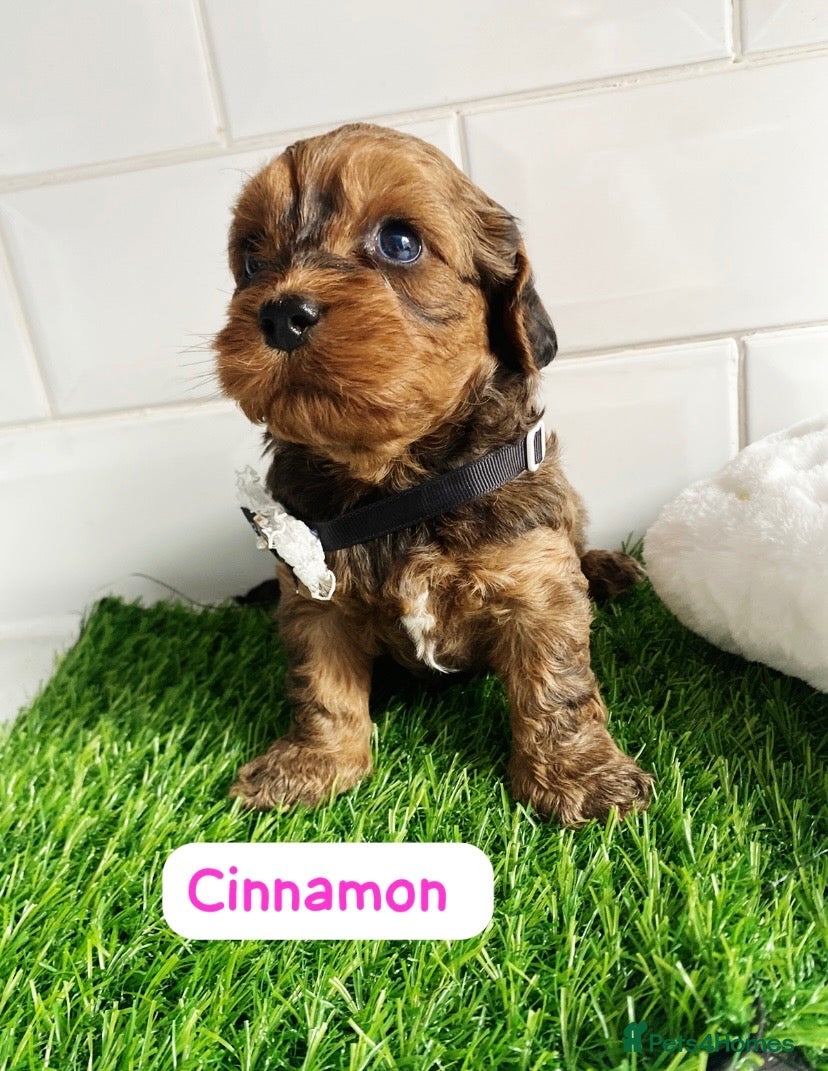 Cavapoo dogs F1 toy cavapoo puppies health tested  - Advert 2