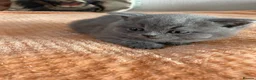 British Longhair cats for sale: British shorthaired kittens  - Advert 10