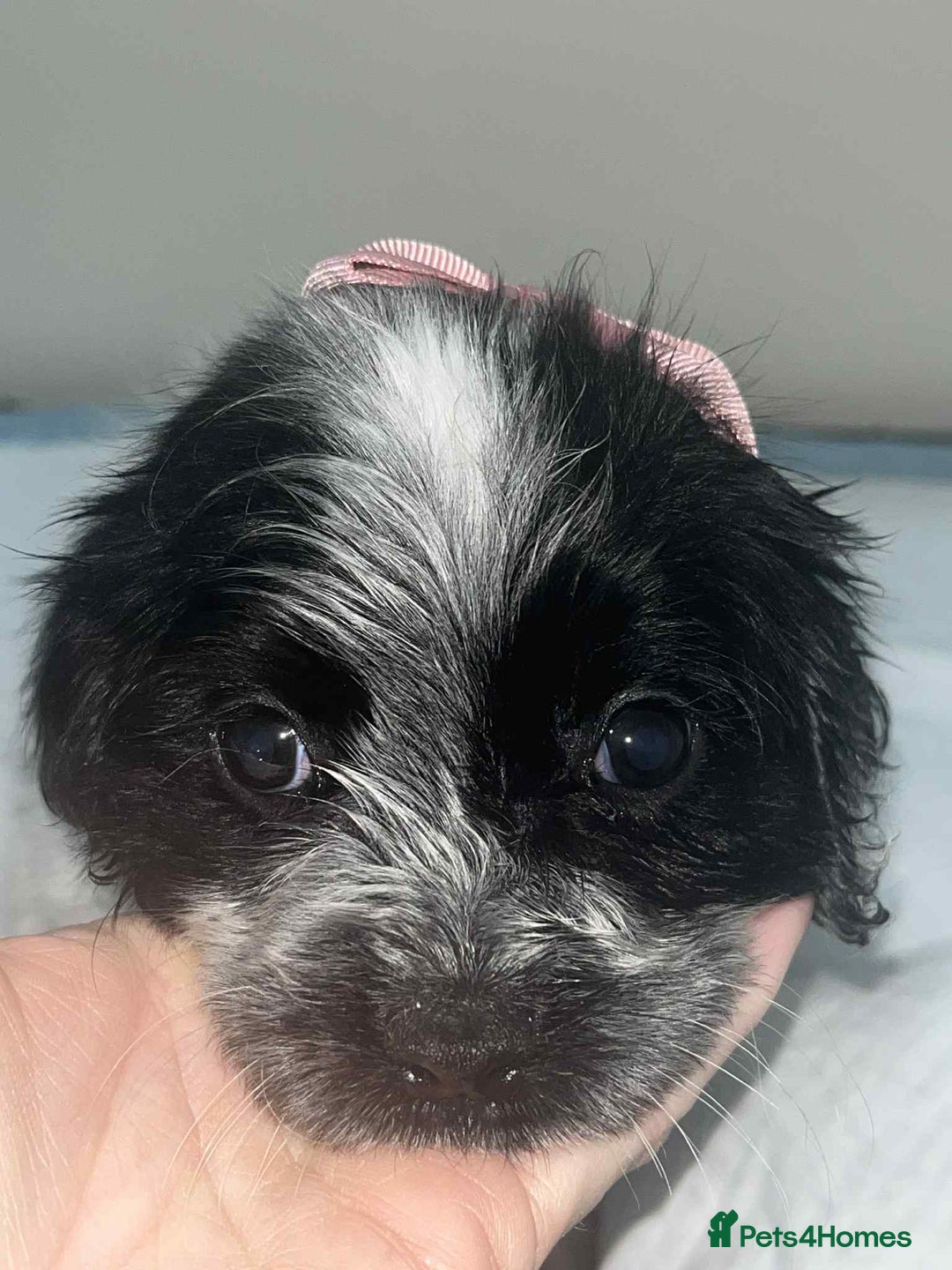 Cocker Spaniel dogs for sale: Cocker Spaniel girl puppies - Advert 12