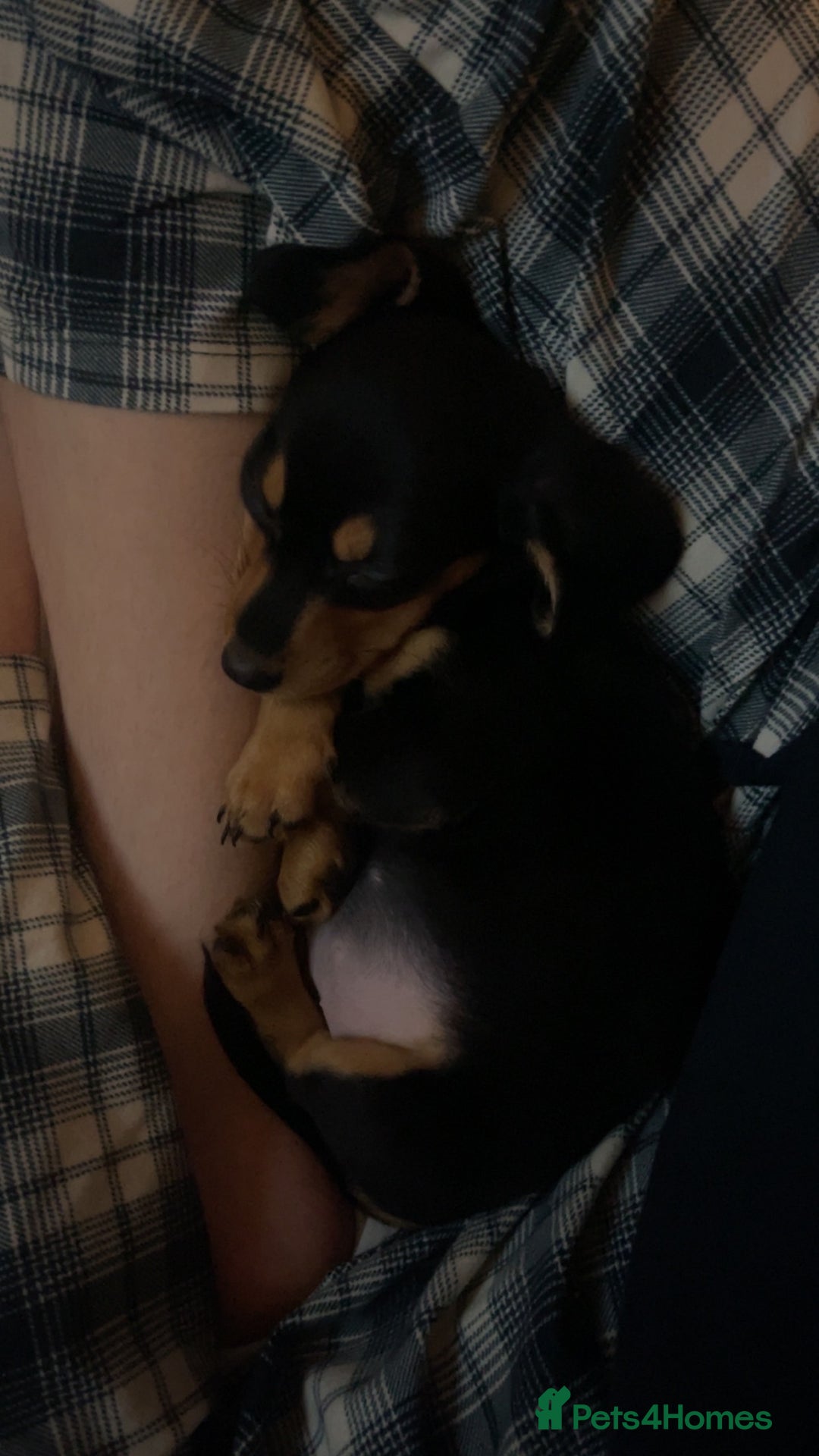 Miniature Dachshund dogs for sale: Mini Dachshund puppy - Advert 3