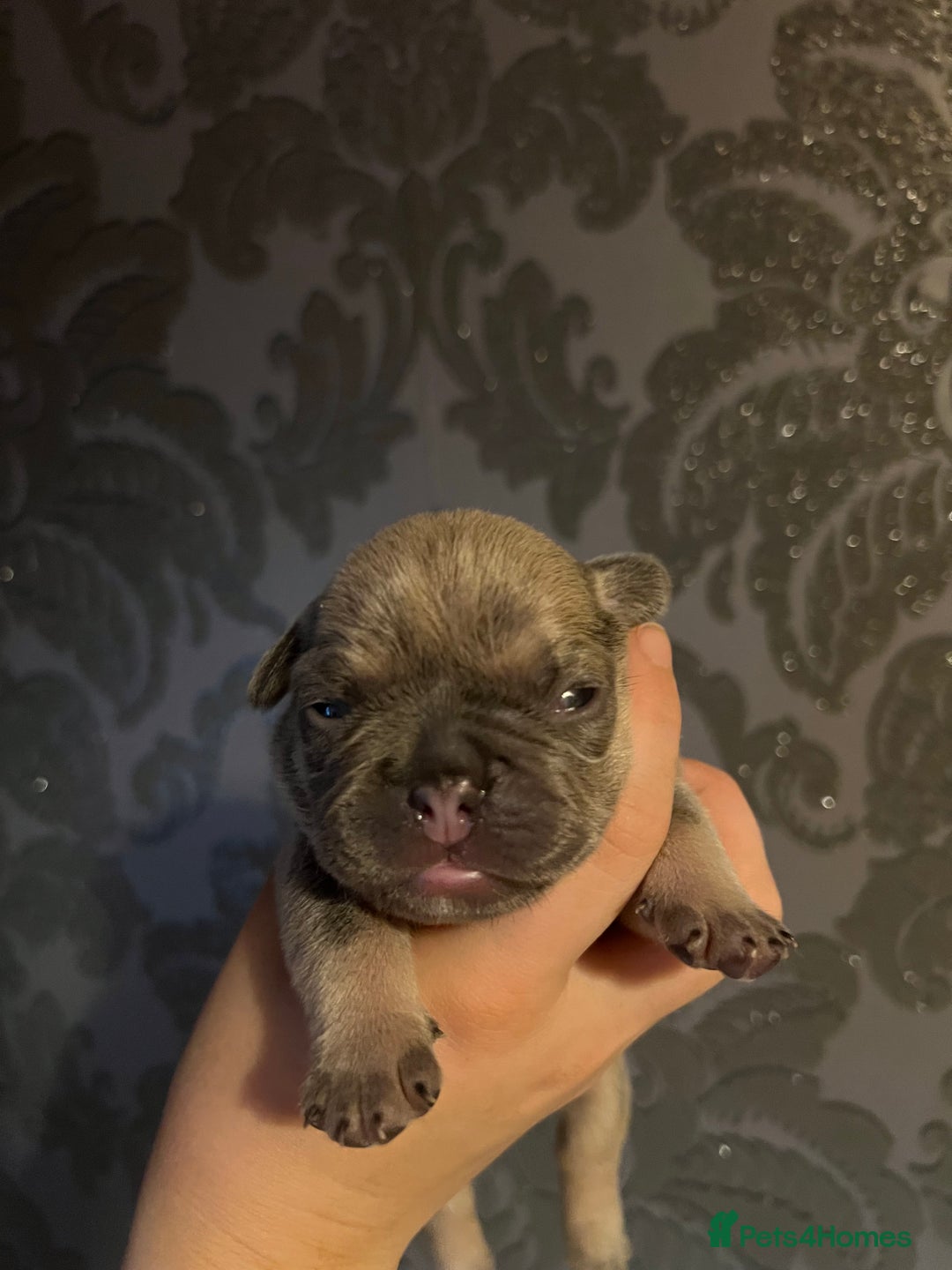 French Bulldog dogs for sale: french bulldog puppies in Manchester - Image 24