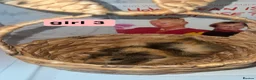 Guinea Pig rodents for sale: 4 baby guinea pigs looking for their forever home - Advert 6