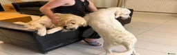 Golden Retriever dogs for sale: Beautiful KC Registered Golden Retriever Puppies in Wisbech - Advert 19