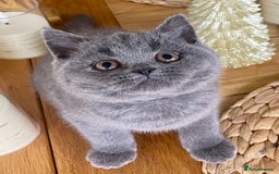 British Shorthair cats for sale: Gorgeous Blue and Lilac British shorthairs - Advert 13