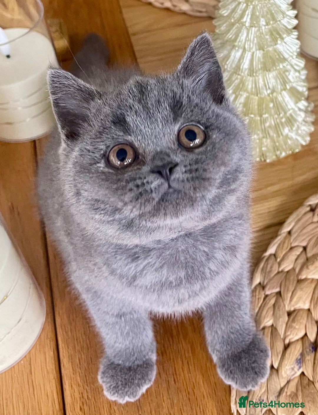 British Shorthair cats for sale: Gorgeous Blue and Lilac British shorthairs - Advert 13