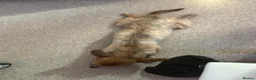 Mixed Breed dogs for sale: Nanii - Advert 2