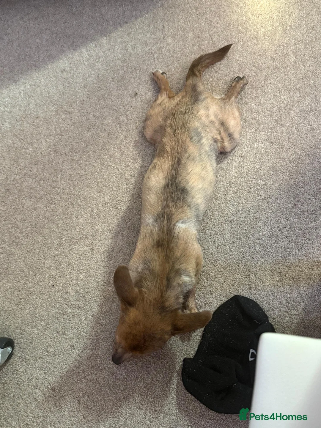 Mixed Breed dogs for sale: Nanii - Advert 2