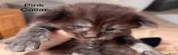 Maine Coon cats for sale: Council licensed TICA Maine Coon kittens - Advert 32