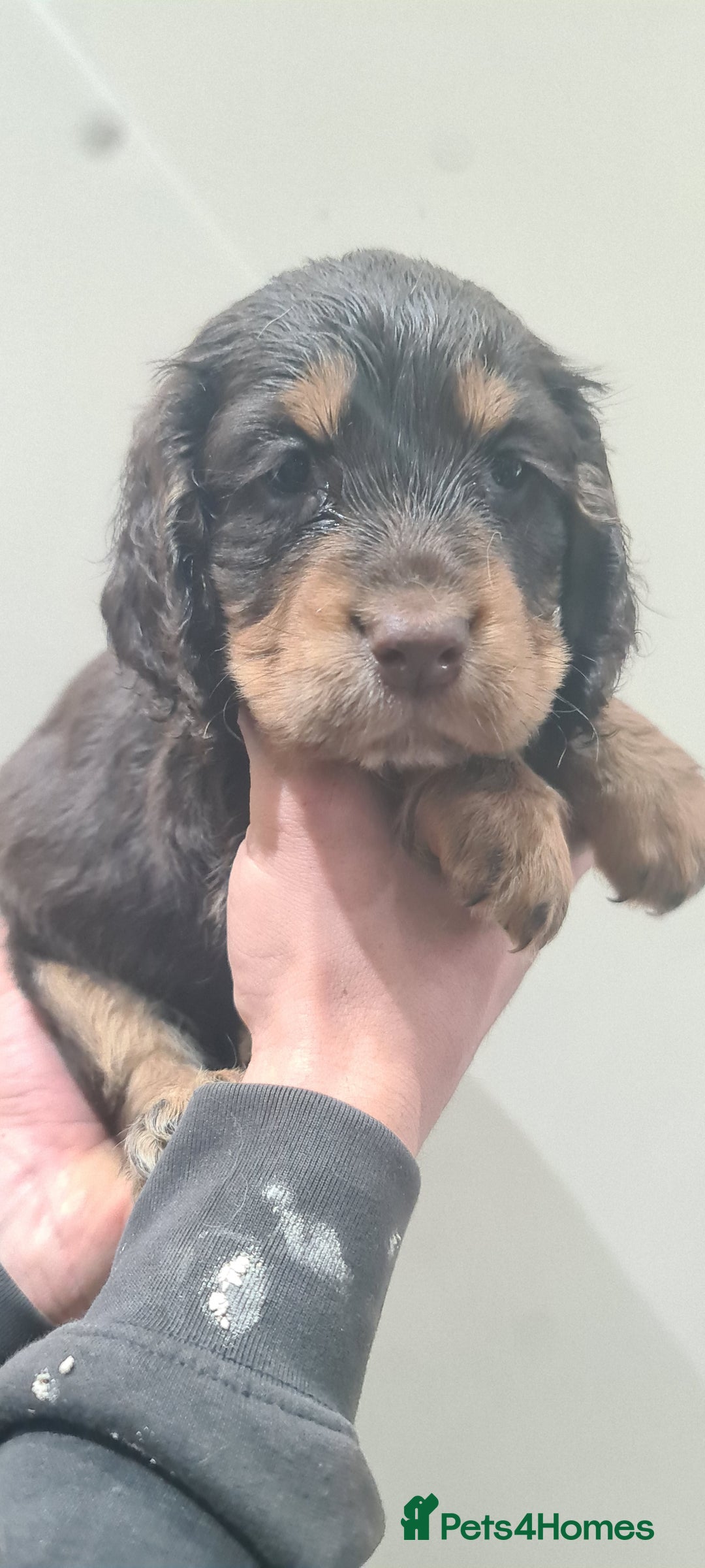 Cocker Spaniel dogs for sale: Beautiful KC Cocker Spaniel Puppies for sale  - Advert 10