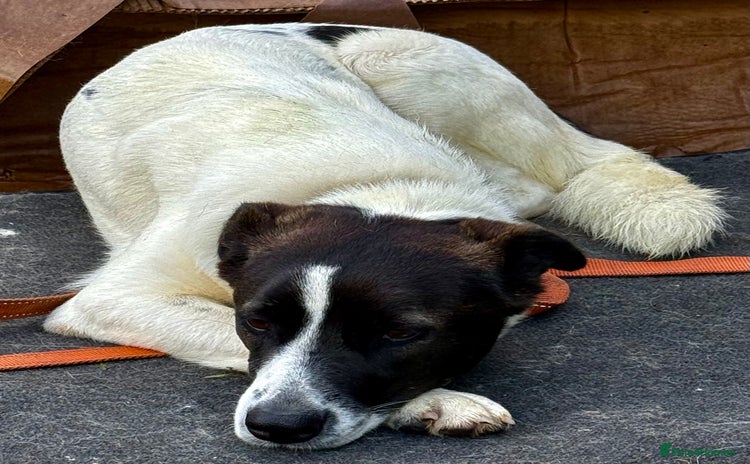 Border Collie dogs - Advert 2