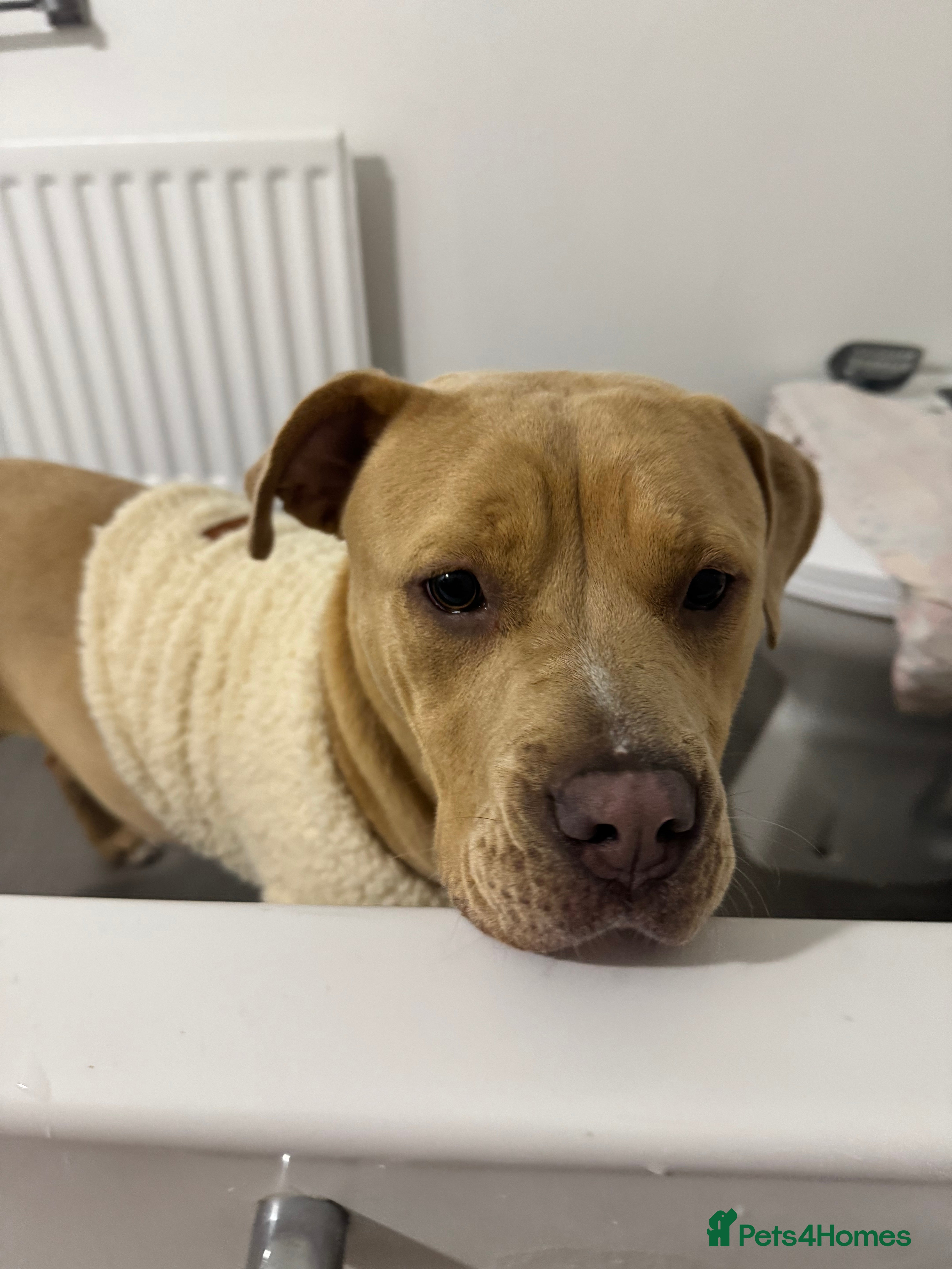 Mixed Breed dogs Rehoming - Advert 1