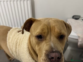 Mixed Breed dogs Rehoming - Advert 2