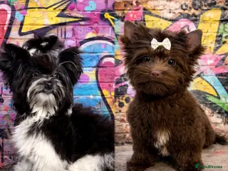 Yorkshire Terrier dogs Dropped prices!! Fantastic Tiny Boys🐾 Pedigree 🐾 - Advert 6