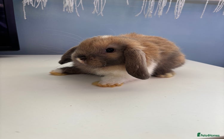 Mini Lop rabbits - Advert 4