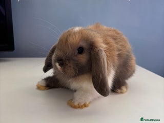 Mini Lop rabbits - Advert 36