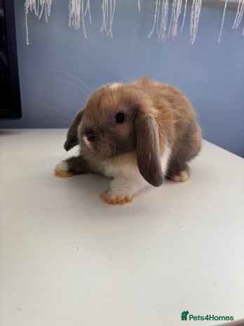 Mini Lop rabbits - Advert 4