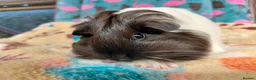Guinea Pig rodents for sale: Young Adult Teddy Sow/Retired Young Adults  - Advert 6