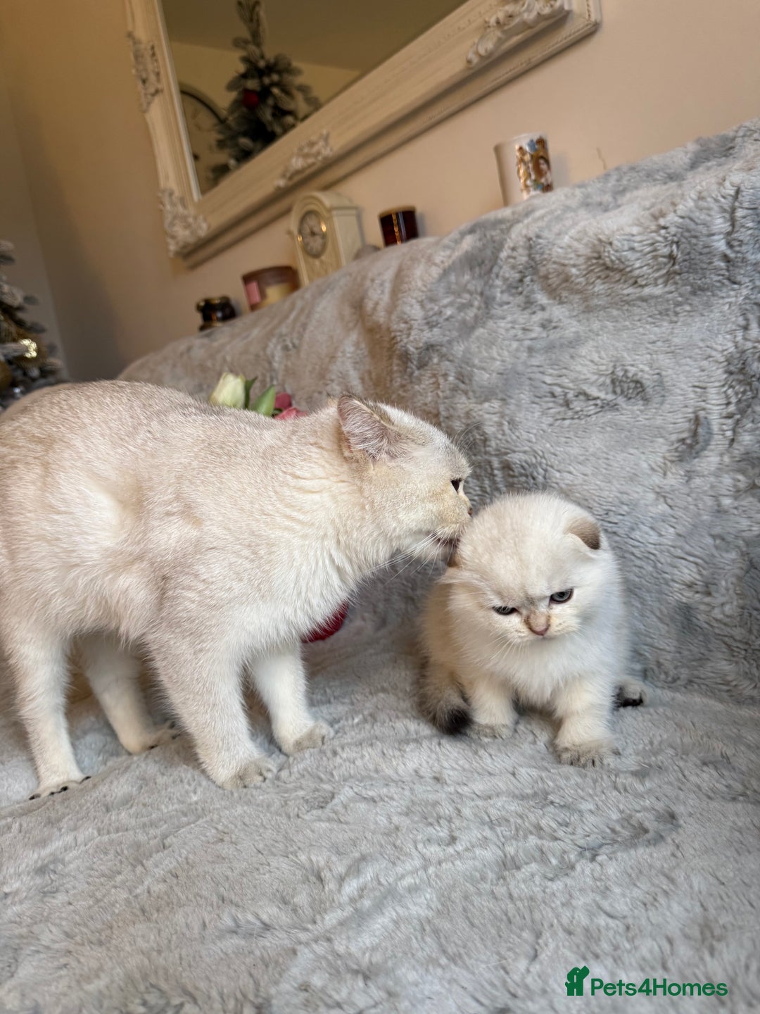 Scottish Fold cats for sale: *LUXURY SCOTTISH FOLD & 1 STRAIGHT KITTENS* - Advert 13