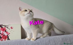 British Shorthair cats for sale: Pedigree golden British shorthair  - Image 3