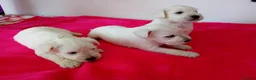 Miniature Schnauzer dogs for sale: Champion Bloodline White Miniature Schnauzers  in Preston - Advert 7
