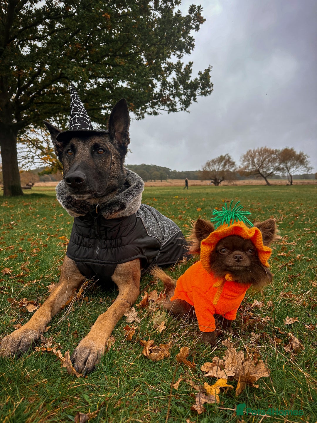 Chihuahua dogs for stud: ❤️ KC REG EXTENSIVELY HEALTH TESTED STUD ❤️ in London - Advert 19