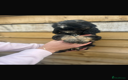 Cockapoo dogs for sale: COCKAPOO PUPPIES  - Advert 1