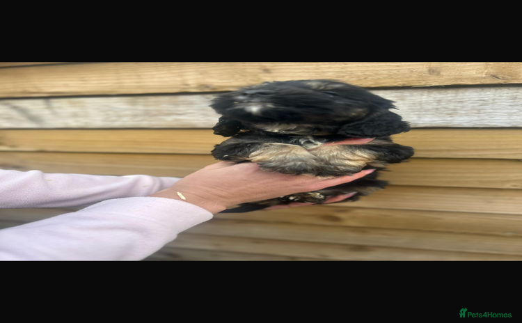 Cockapoo dogs COCKAPOO PUPPIES  - Advert 1