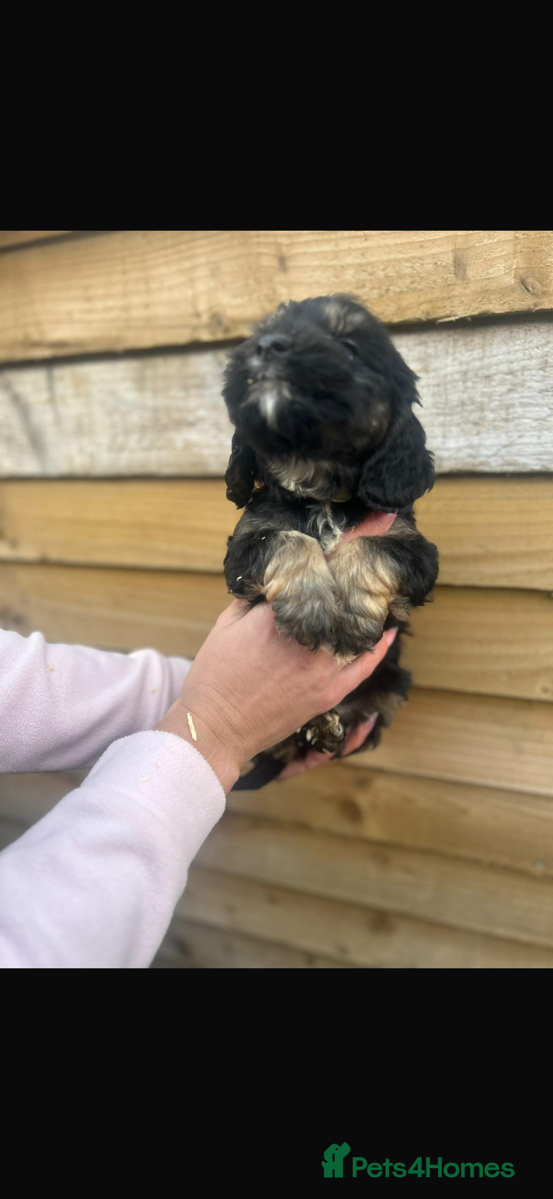 Cockapoo dogs for sale: COCKAPOO PUPPIES  - Advert 1