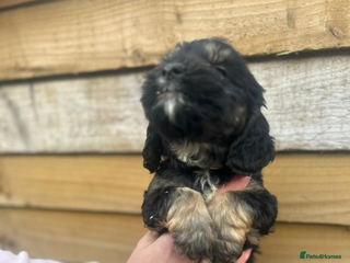 Cockapoo dogs COCKAPOO PUPPIES - Advert 1