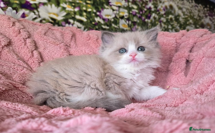 Ragdoll cats - Advert 2