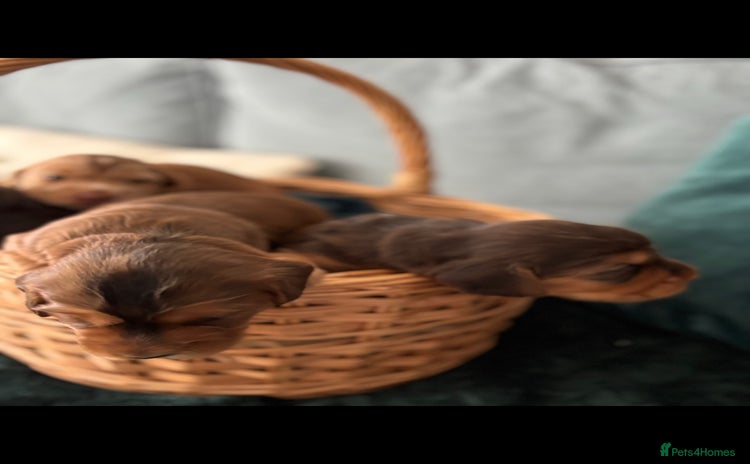 Cocker Spaniel dogs - Advert 4