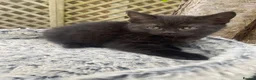 Mixed Breed cats for sale: British short hair cross kittens - Advert 8