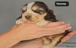 Cocker Spaniel dogs for sale: Exceptional Pedigree Kc Champion Show Cockers - Image 8