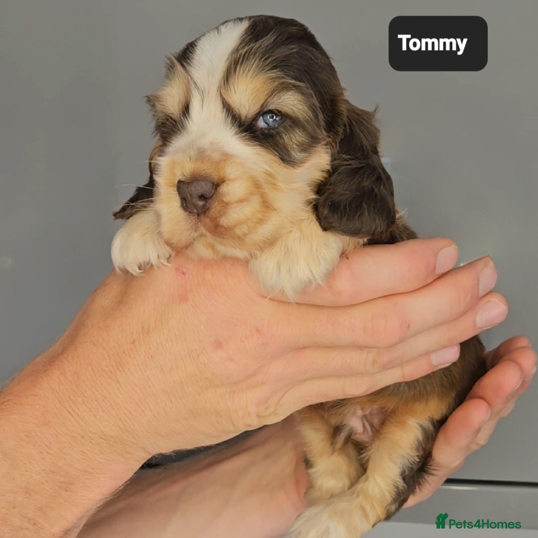 Cocker Spaniel dogs for sale: Exceptional Pedigree Kc Champion Show Cockers - Image 8